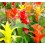 Guzmania tradicional cors (vaso 13 cm ø)