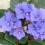 Violeta africana o saintpaulia (maceta 12 cm ø)