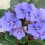 Violette Africaine ou Saintpaulia (pot de 12 cm ø)