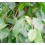Ficus Benjamina