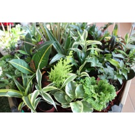 Mini-planta de interior variada (bandeja 10 o 18 unidades) (maceta 8 cm ø)
