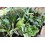 Mini-planta de interior variada (bandeja 10 o 18 unidades) (maceta 8 cm ø)