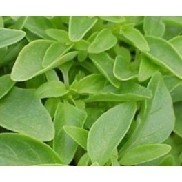 Albahaca de hoja fina o mosquitera