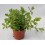 Menta