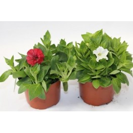 Petunia mini (maceta 10,5 cm Ø)