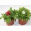 Mini Pétunia (pot 10,5 cm Ø)