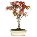 Bonsái Acer (Acer palmatum) o bonsái arce japonés