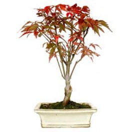 Bonsai Acer (Acer palmatum)
