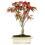 Bonsai Acer (Acer palmatum)