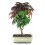 Bonsai Acer (Acer palmatum)