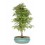 Bonsai Acer (Acer palmatum)