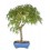 Bonsai Acer (Acer palmatum)