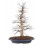 Bonsai Acer (Acer palmatum)