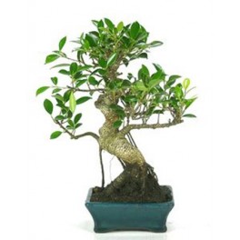 Bonsai Ficus (Ficus Retusa)