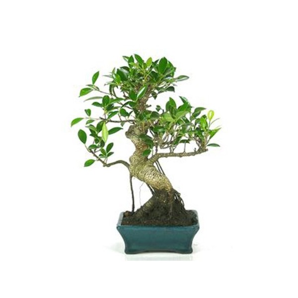 Bonsai Ficus (Ficus - Germigarden