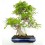 Bonsai Ficus (Ficus Retusa)