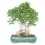 Bonsai Ficus (Ficus Retusa)