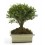 Bonsai Ilex (Ilex microphylla)