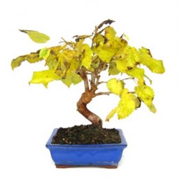 Bonsai Mulberry (Morus)
