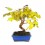 Bonsai Mulberry (Morus)