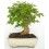 Bonsai Mulberry (Morus)