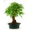 Bonsai Mulberry (Morus)