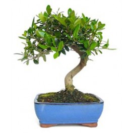 Bonsai Oliveira (Olea europea)