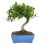 Bonsai Oliveira (Olea europea)