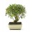 Bonsaï Olivier (Olea europea)