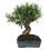Bonsai Oliveira (Olea europea)
