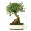 Bonsai Oliveira (Olea europea)