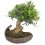 Bonsai Oliveira (Olea europea)