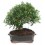 Bonsaï Olivier (Olea europea)