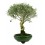 Bonsai Oliveira (Olea europea)