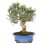 Bonsai Oliveira (Olea europea)