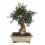 Bonsaï Olivier (Olea europea)