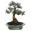Bonsai Oliveira (Olea europea)
