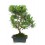 Bonsai Podocarpus