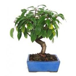 Bonsai Maçã (Malus)