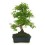 Bonsai Sageretia (Sageretia theezans) o bonsai ciruelo dulce chino