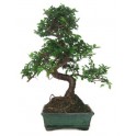 Bonsai Zelkova (Zelkova parvifolia)