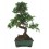 Bonsai Zelkova (Zelkova parvifolia)