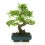Bonsai Zelkova (Zelkova parvifolia) o bonsai olmo japonés