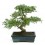 Bonsai Zelkova (Zelkova parvifolia) o bonsai olmo japonés