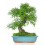 Bonsai Zelkova (Zelkova parvifolia) o bonsai olmo japonés