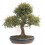 Bonsai Zelkova (Zelkova parvifolia) o bonsai olmo japonés