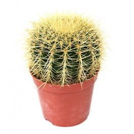Echinocactus Grusonii (vaso 17 cm ø)