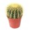Echinocactus Grusonii (vaso 17 cm ø)