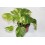 Pothos suspendus
