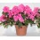 Azalea (maceta 12 cm ø)